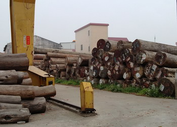teak lumber stock