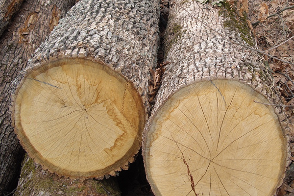 white oak lumbers